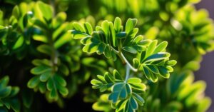 Czy bukszpan jest trujący? Roślina w ogrodzie, objawy i zatrucie.