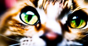 Zaropiałe oczy u kota: objawy, przyczyny i domowe sposoby przemywania