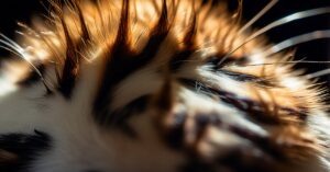 Kleszcz u kota: Jak usunąć i chronić przed chorobami odkleszczowymi