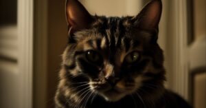 Kot miauczy w nocy? Twój koci koncert wyjaśniony!