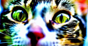 Wypadnięcie gruczołu trzeciej powieki u kota: Wiśniowe oko i leczenie